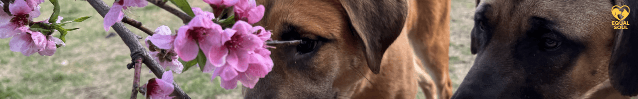header_image